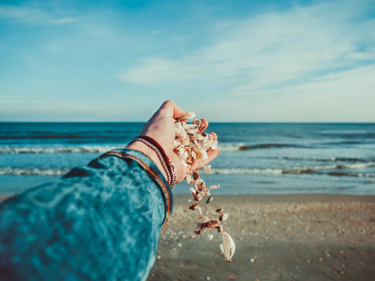 A hand holding seashells, with a beach and ocean in the background under a blue sky.